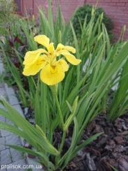 Ирис болотный "Флоре Плено" (Iris pseudacorus "Flore Pleno")