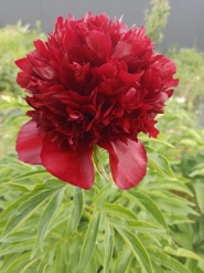 Пион "Майор Гагарин" (Paeonia "Major Gagarin")