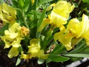 Півники бородаті карликові жовті (Iris pumila)