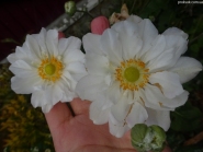 Анемона японская "Вирлвинд" (Anemone japonica "Whirlwind")