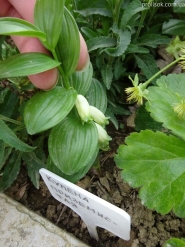 Купена низкая (Polygonatum humile)