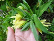 Увулярия крупноцветковая (Uvularia grandiflora)
