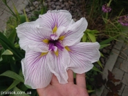 Ирис мечевидный "Грейвудс Кэтрин" (Iris ensata "Greywoods Catrina")