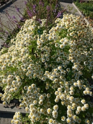 Ромашка исключительная "Сноу Драфт" (Matricaria eximia "Snow Draft")