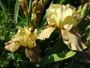 Ирис бородатый "Торнбирд" (Iris "Thornbird")
