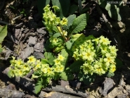 Первоцвет гибридый "Франческа" (Primula hybrid "Francesca")