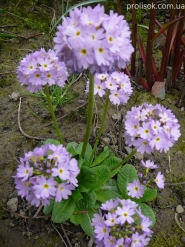 Первоцвет мелкозубчатый "Вайлет" (Primula denticulata "Violet")