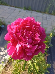 Пион "Поль М. Уайлд" (Paeonia "Paul M. Wild")