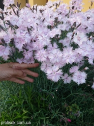 Гвоздики сизі "Басс Пінк" (Dianthus gratianopolitanus "Bath's Pink")
