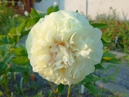 Пион "Блонд Вижен" (Paeonia "Blonde Vision")