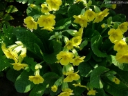 Первоцвіт високий "Лютеа" (Primula elatior "Lutea")