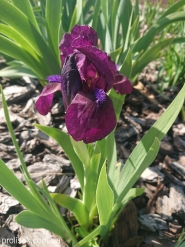 Ирис бородатый карликовый "Буржуа" (Iris pumila "Bourgeois")