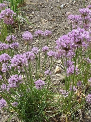Лук угловатый (Allium angulosum)