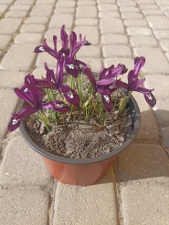 Півники сітчасті "Пауліна" (Iris reticulata "Pauline")