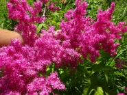 Лабазник пурпурный "Элеганс" (Filipendula x purpurea "Elegans")