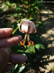 ﻿Лілія лісова (Lilium martagon)
