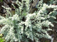Полынь холодная (Artemisia frigida Willd.)