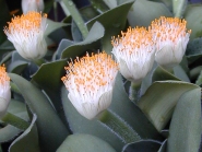 Гемантус белоцветковый (Haemanthus albiflos)