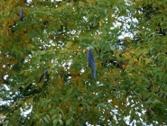 Бундук канадський або Гімнокладус дводомний (Gymnoclаdus diоicus)