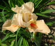 Ирис бородатый карликовый "Тиклед Пич" (Iris pumila "Tickled Peach")
