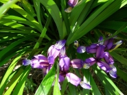 Півники злаколисті (Iris graminea)