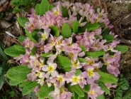 Первоцвет Воронова (Primula woronowii)