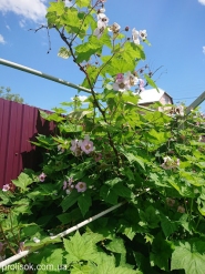 Малина духмяна (Rubus odoratus)