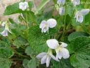 Фиалка сестринская "Фреклс" (Viola sororia "Freckles")