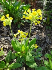 Первоцвет крупночашечный (Primula macrocalyx Bunge)