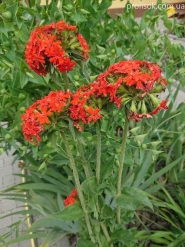Коронарія халцедонська "Ред" (Lychnis chalcedonica f."Red")