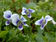 Фиалка сестринская двухцветная природная форма (Viola sororia f. Рriceana)