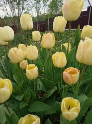 Тюльпан "Роял Сфинкс" (Tulipa "Royal Sphinx")