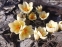 Крокус золотистый "Крим Бьюти" (Crocus chrysanthus "Cream Beauty")