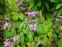 Горянка великоквіткова "Лілафея" (Epimedium grandiflorum "Lilafea")
