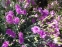 Гвоздики пірчасті "Дабл Роуз" (Dianthus plumarius "Double Rose")