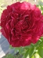 Пион "Олд Фейтфул" (Paeonia "Old Faithful")