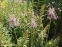 Лук килеватый хорошенький (Allium carinatum subsp. pulchellum)