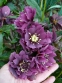Чемерник гібридний "Дабл Еллен Пурпл" (Helleborus x hybridus "Double Ellen Purple")