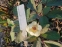 Пион японский (Paeonia japonica)
