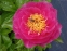 Півонія "Валкюре" (Paeonia "Walküre")