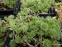 Крупка кавказька (Draba bruniifolia)