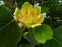 Лириодендрон тюльпановый (Liriodendron tulipifera), или Тюльпановое дерево американское