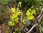 Горянка пірчаста підвид колхідська (Epimedium pinnatum ssp. colchicum)