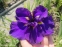 Ирис мечевидный "Перпл Парасол" (Iris ensata "Purple Parasol")