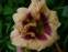 Лилейник "Розуита" (Hemerocallis "Roswitha")