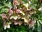 Морозник нигеркорс "Кэнди Лав" (Helleborus × nigercors "Candy Love")